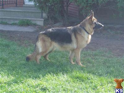 Shepherds By Design Presents A Showline Litter